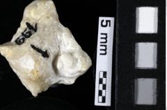 Foto (Detailansicht) von Bucculentidae indet. (NHMW-GEO-1990-0041-0199)